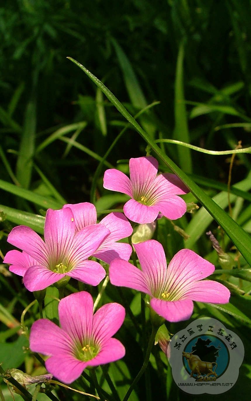 20090614_460fdf282078df220452lwpdKeXVU2iZ.jpg