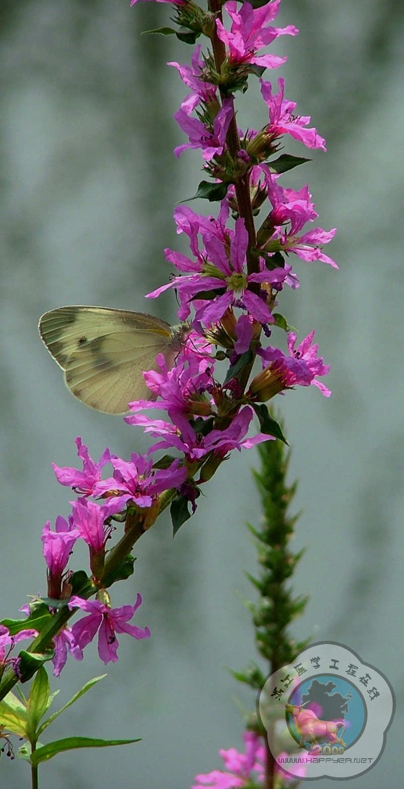 20090614_7ac9d7fd46686be65b69N7npmyx3qpuB.jpg