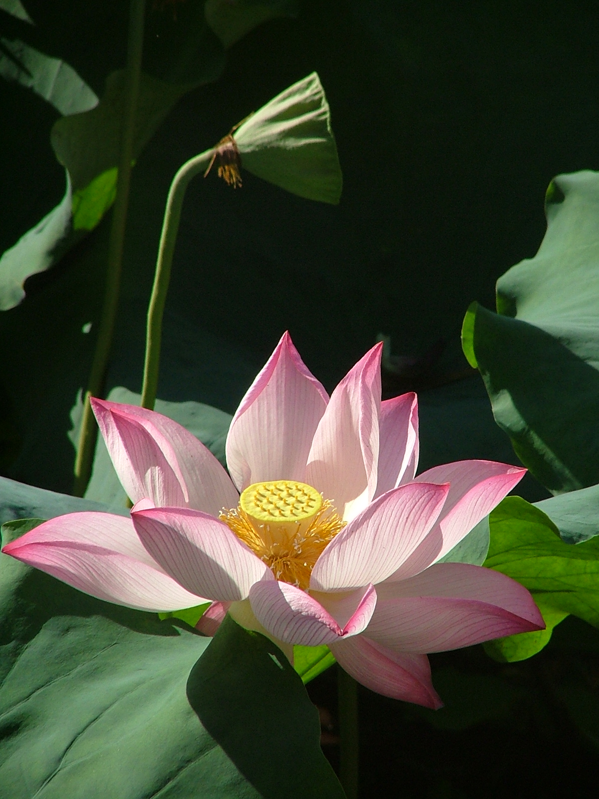 DSCF1540.JPG