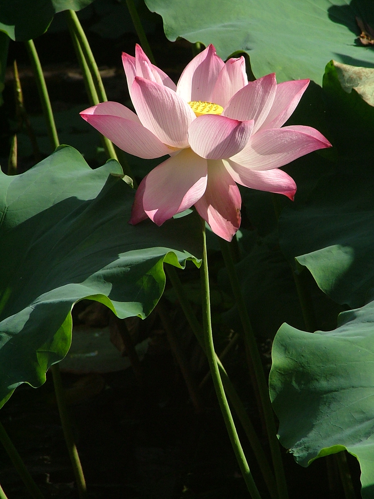 DSCF1550.JPG
