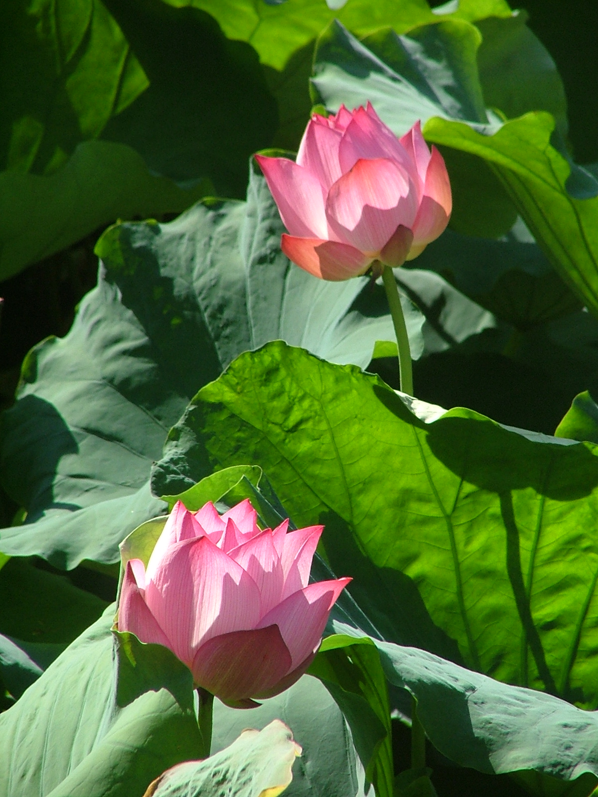 DSCF1546.JPG