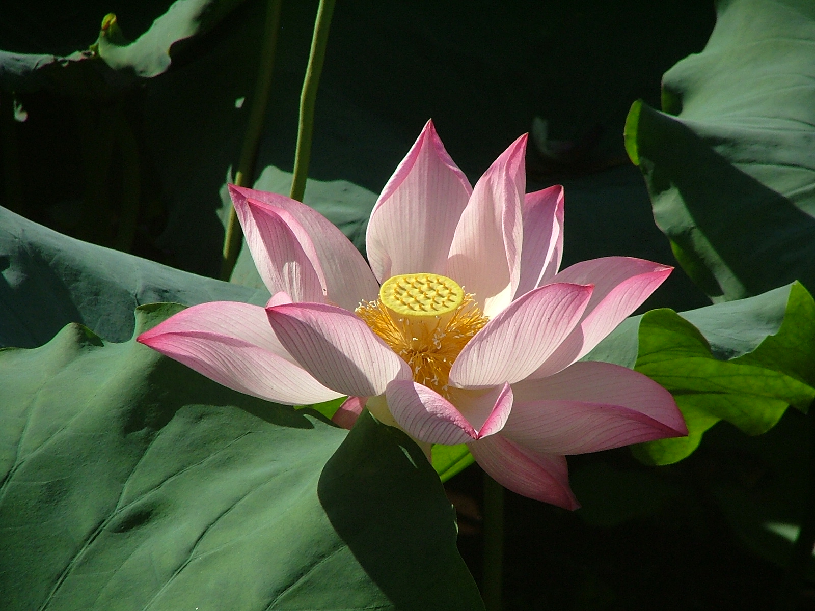 DSCF1544.JPG