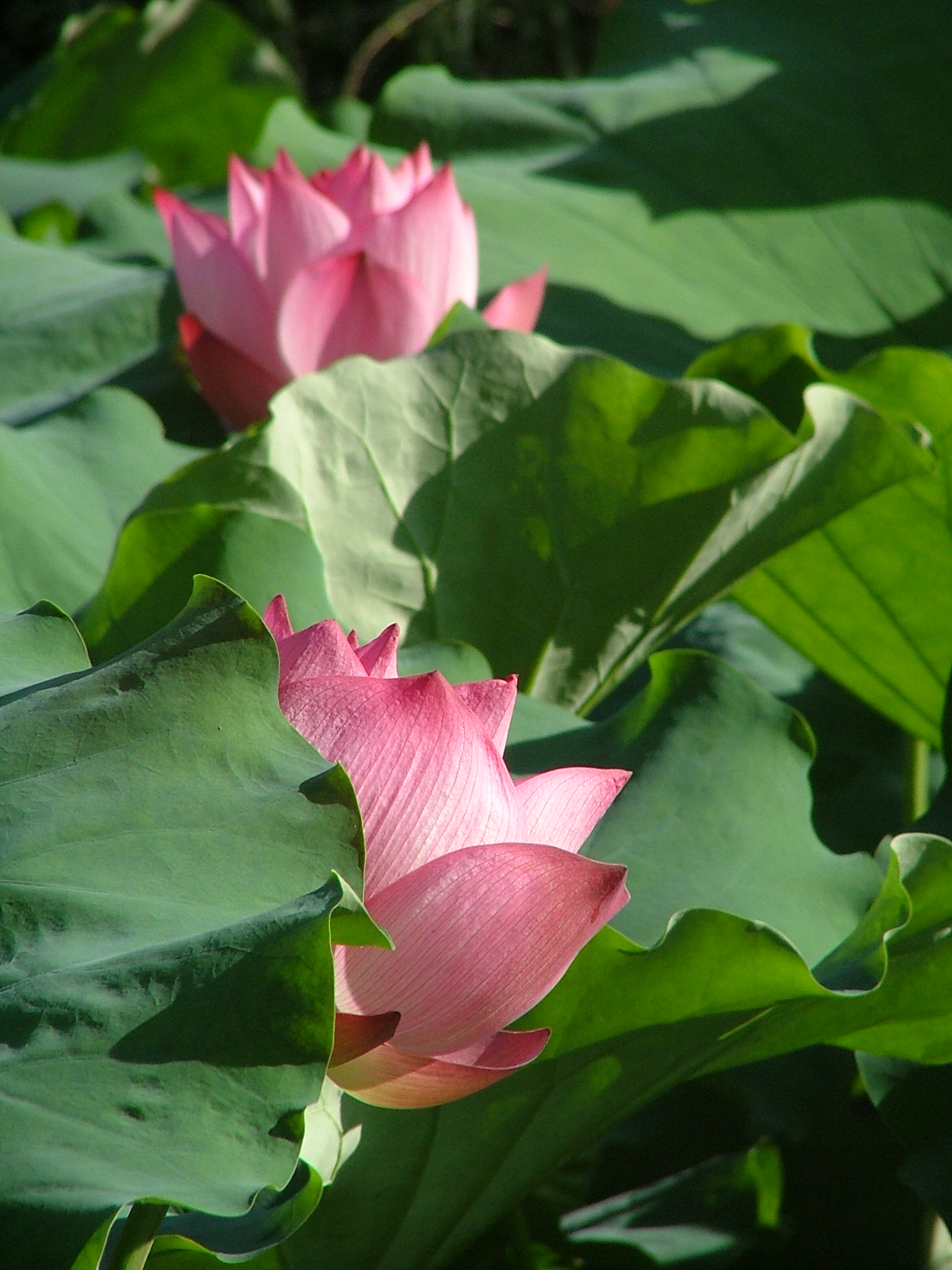 DSCF1558.JPG