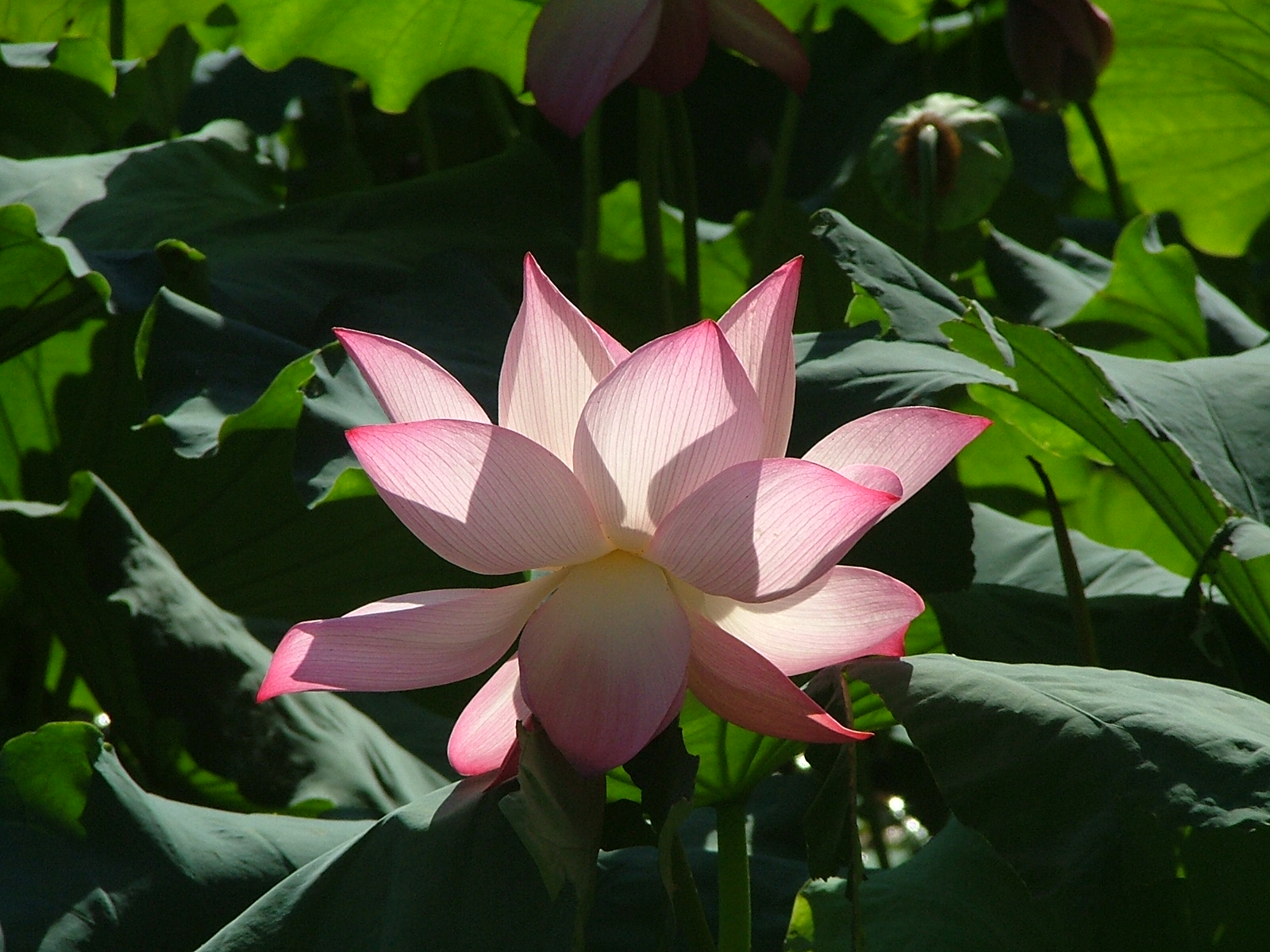 DSCF1562.JPG