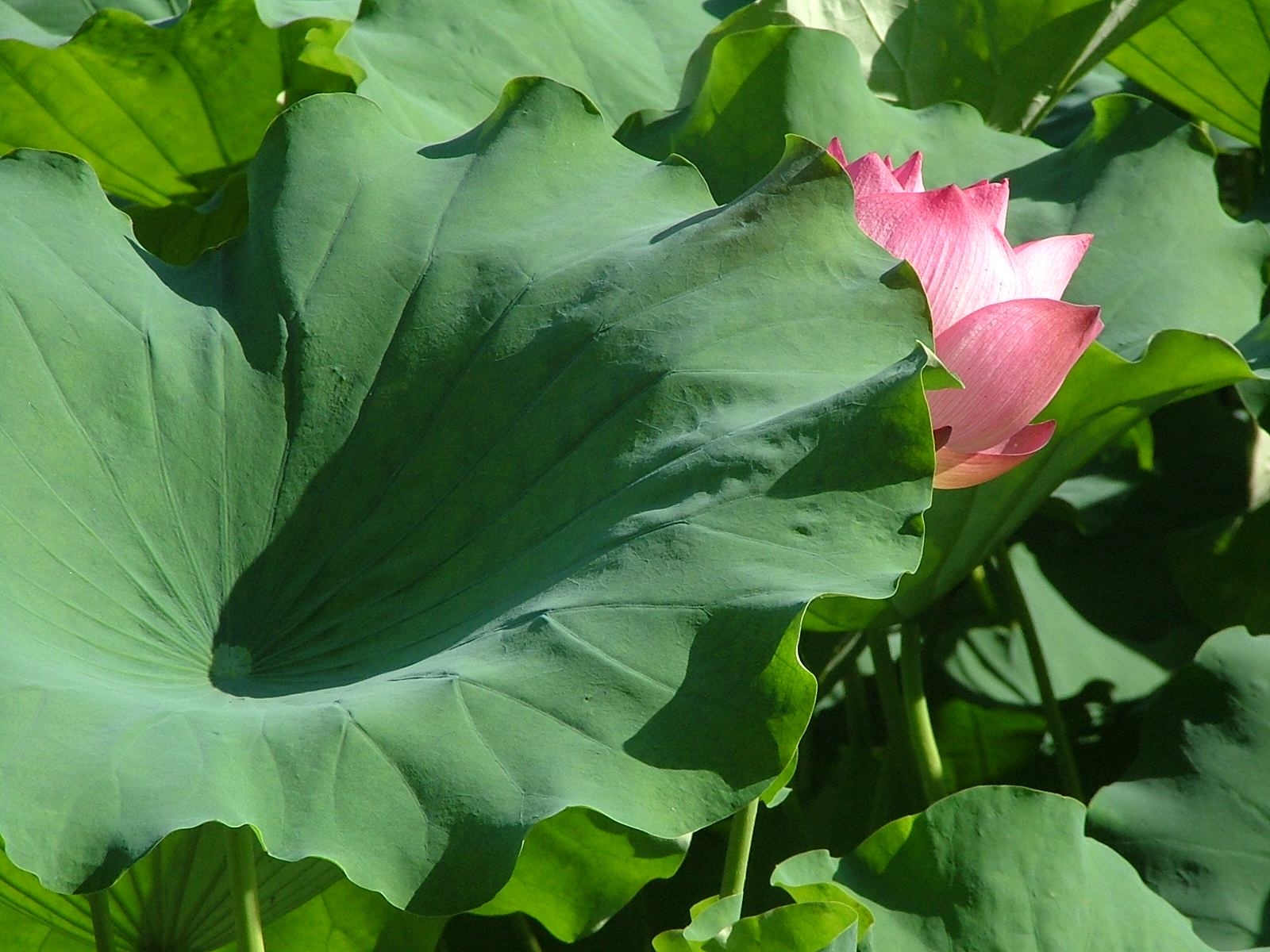 DSCF1561.JPG
